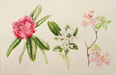Rhododendron, 1998